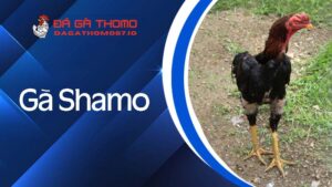 Tìm hiểu về đặc điểm, thể loại và cách nuôi gà Shamo